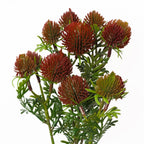 55cm Craspedia Stem Red Artificial-2